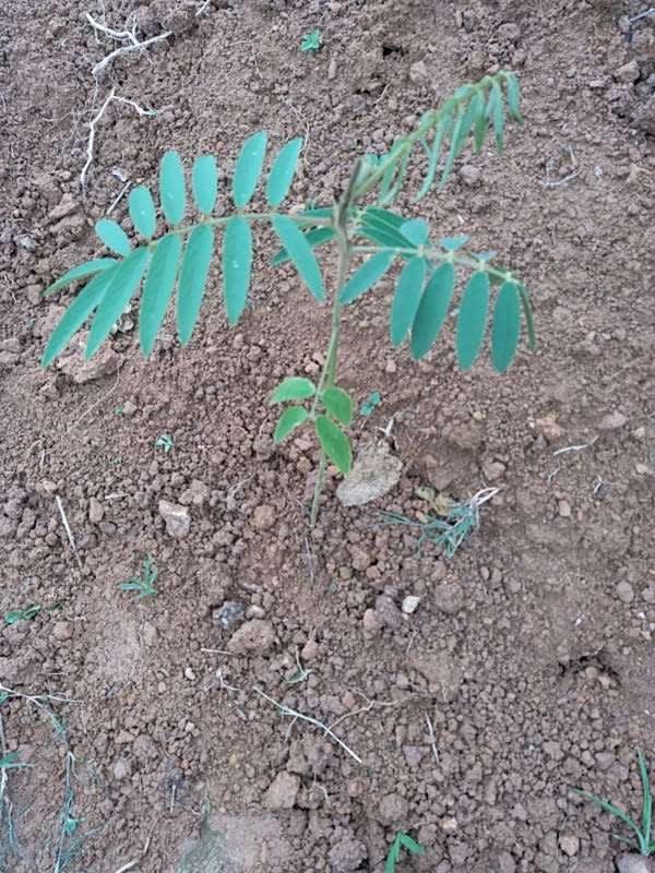 tree image