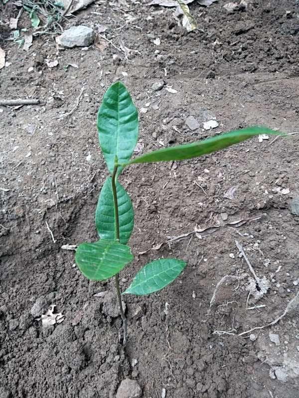tree image