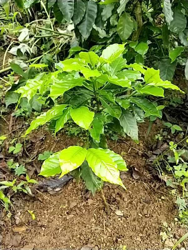 tree image