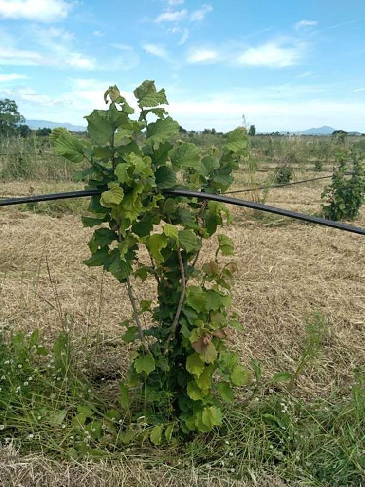 tree image