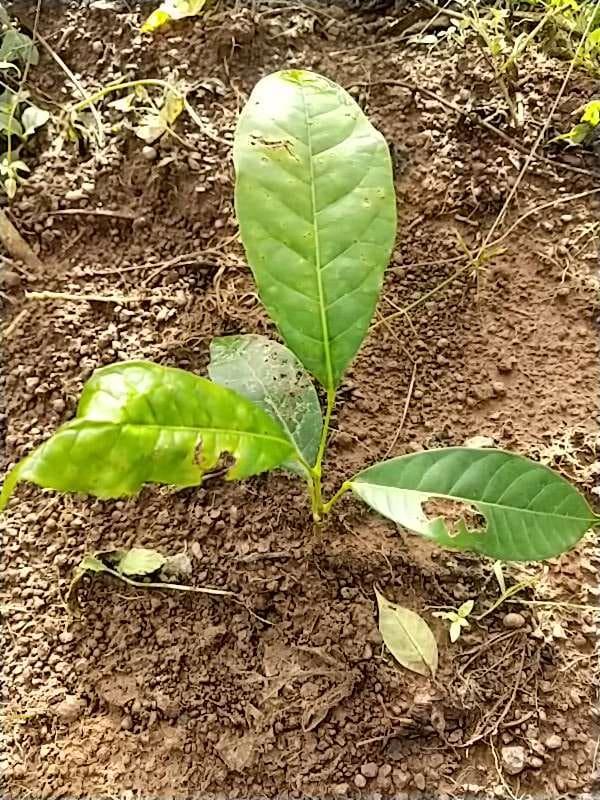 tree image