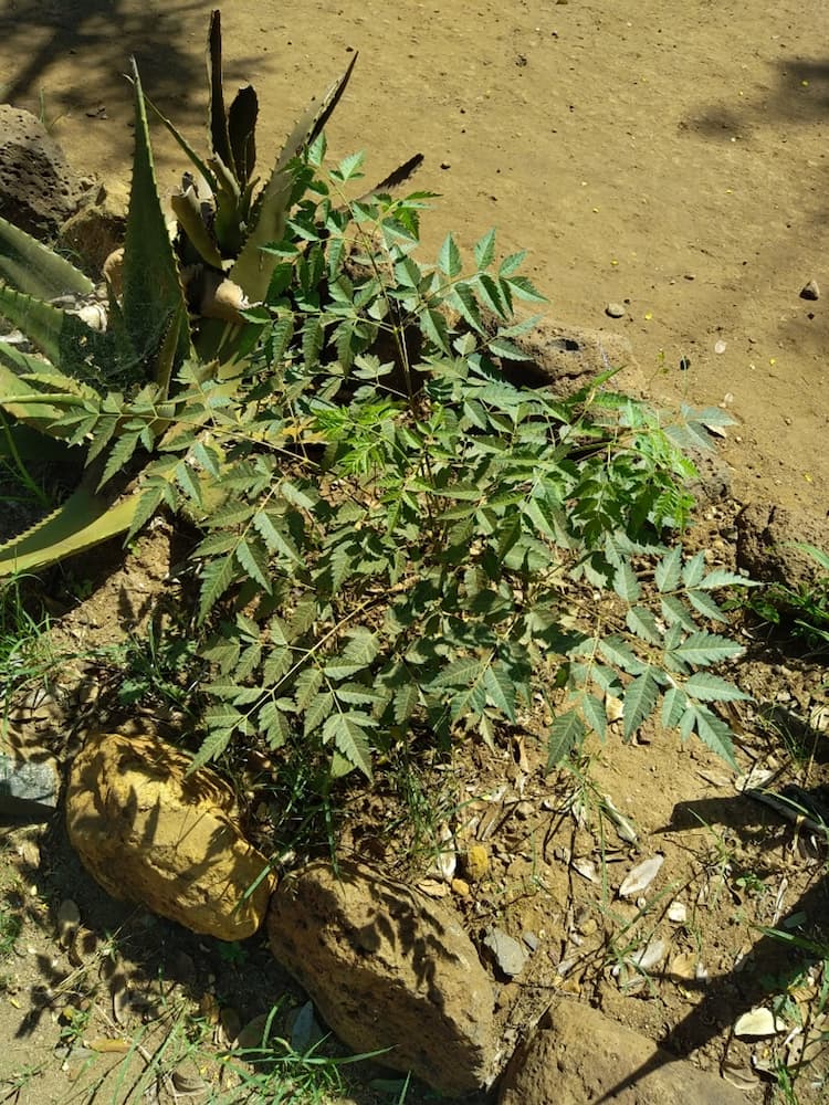 tree image
