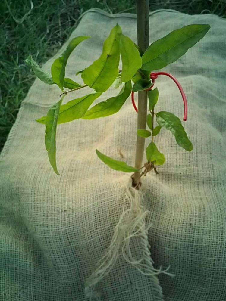tree image