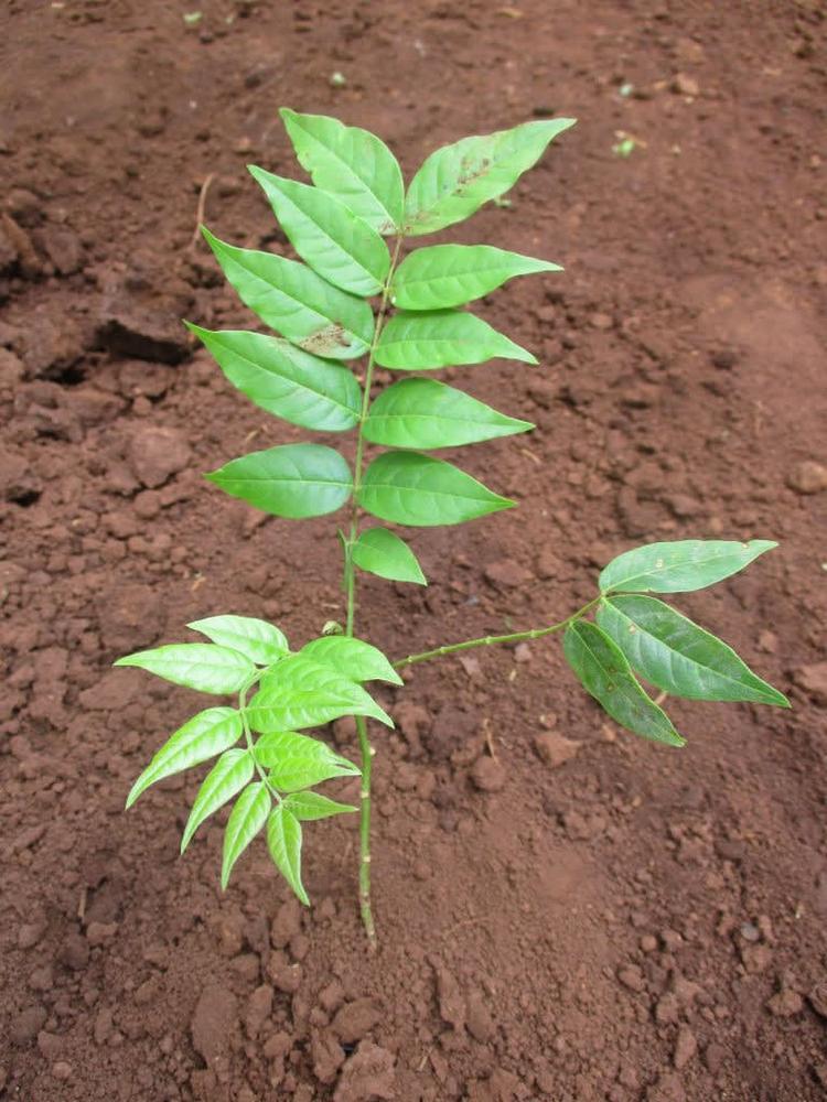 tree image