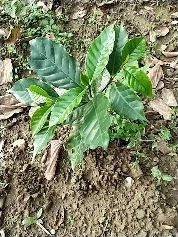 tree image