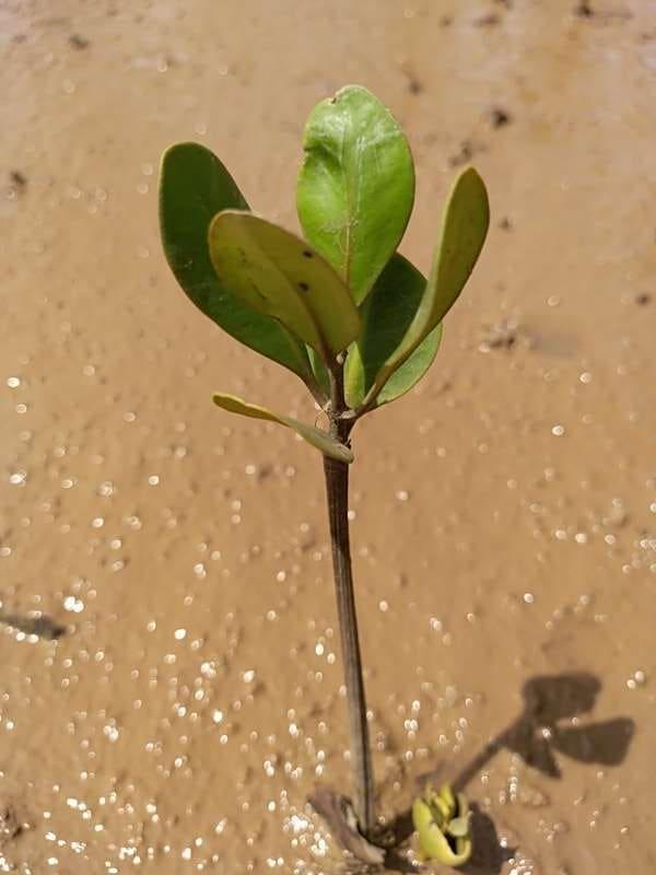 tree image
