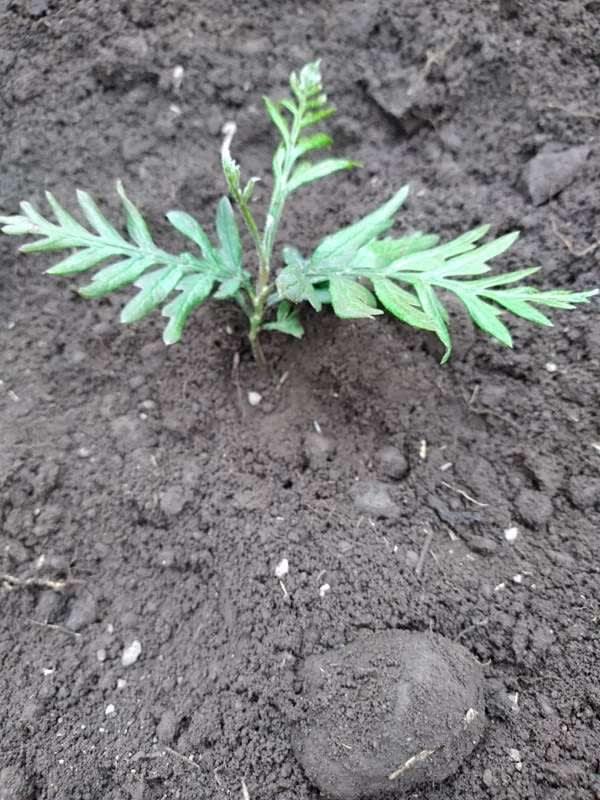 tree image