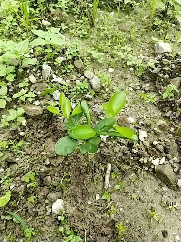 tree image