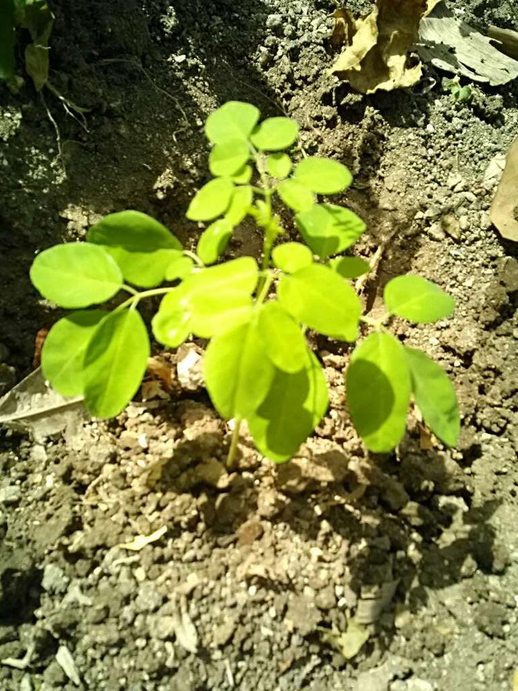 tree image