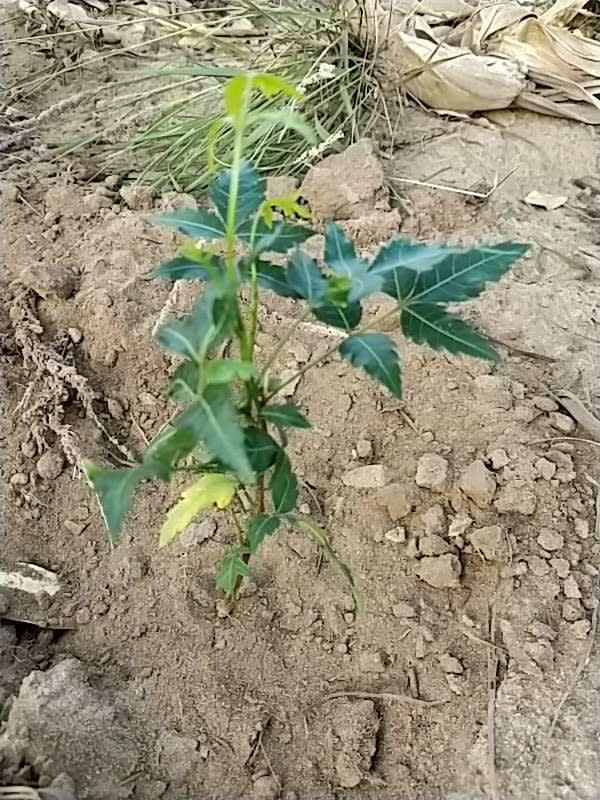 tree image