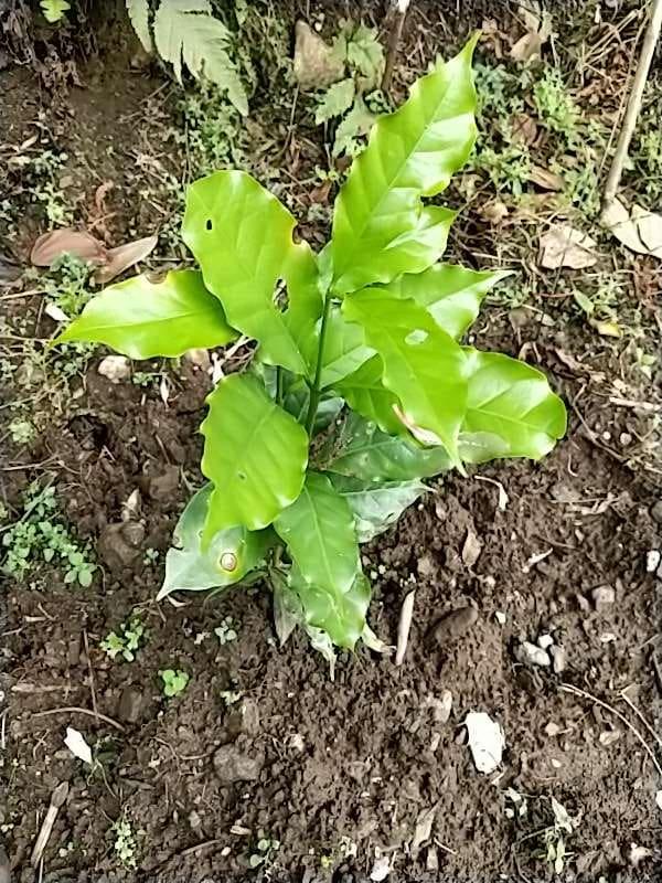 tree image