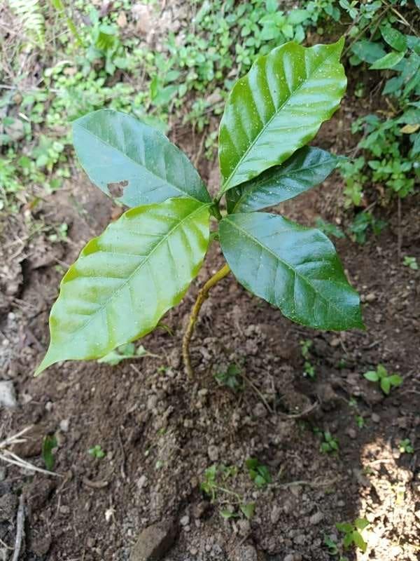 tree image