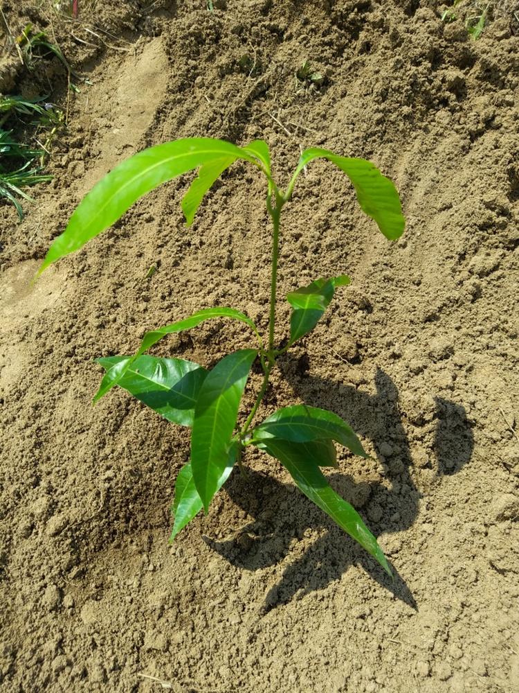 tree image