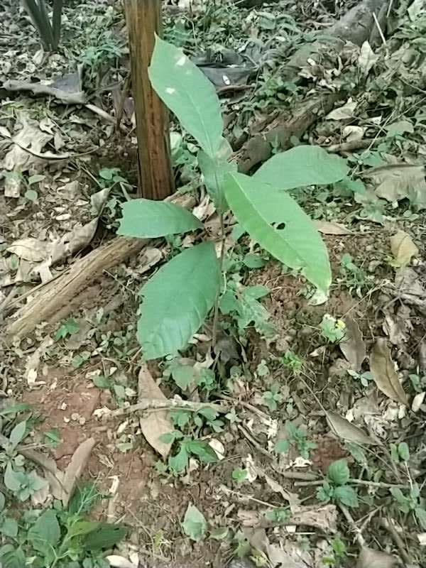 tree image