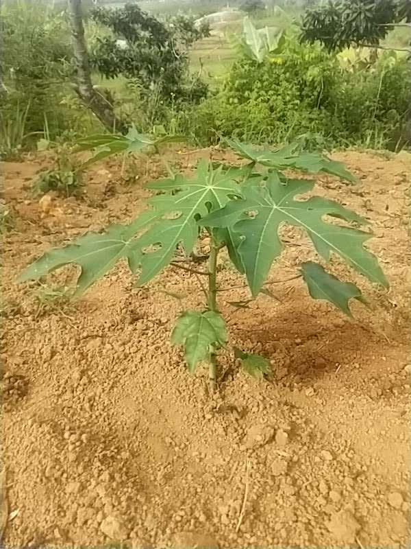 tree image