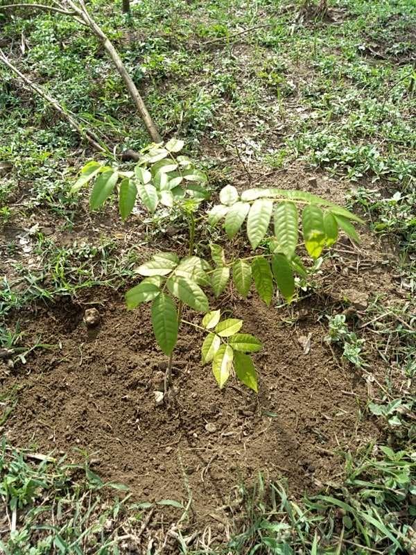 tree image
