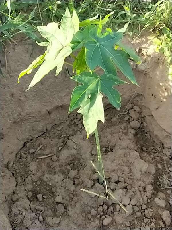 tree image