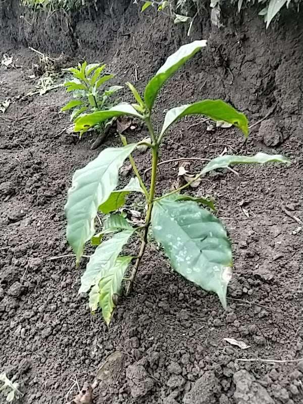 tree image