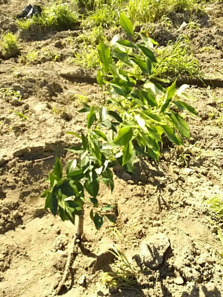 tree image