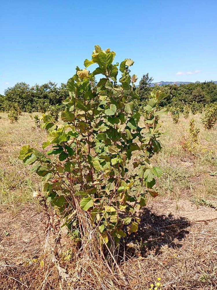 tree image