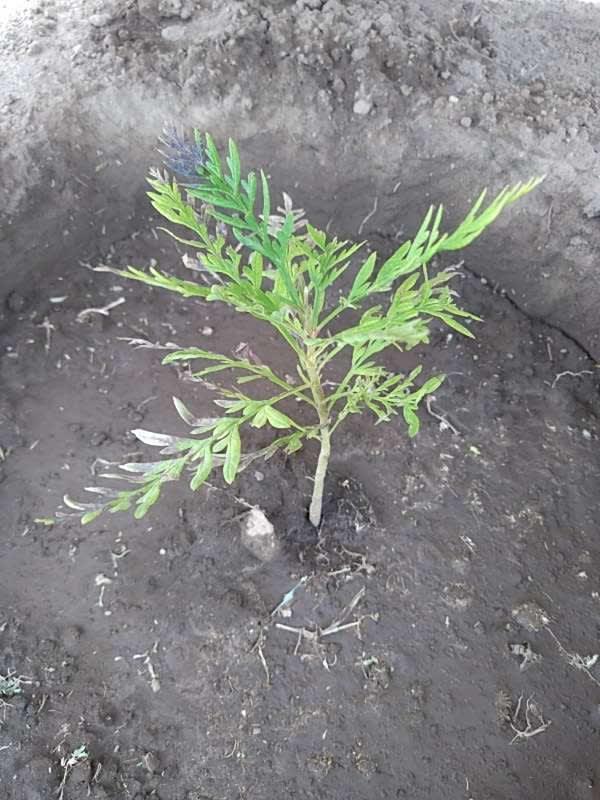 tree image