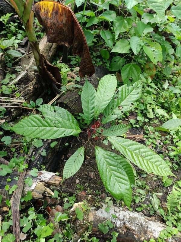 tree image