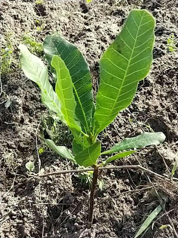 tree image