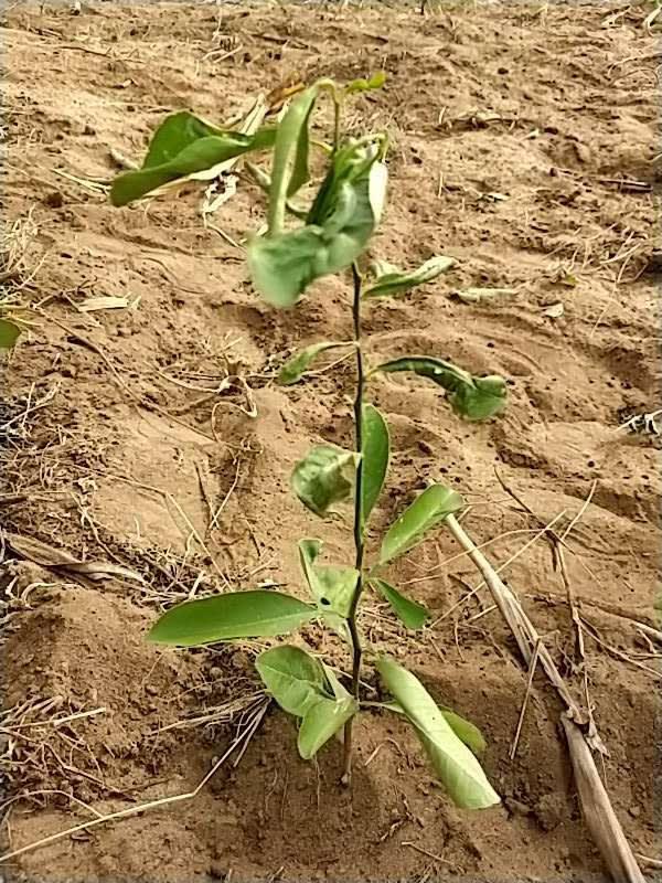 tree image