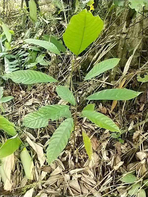 tree image