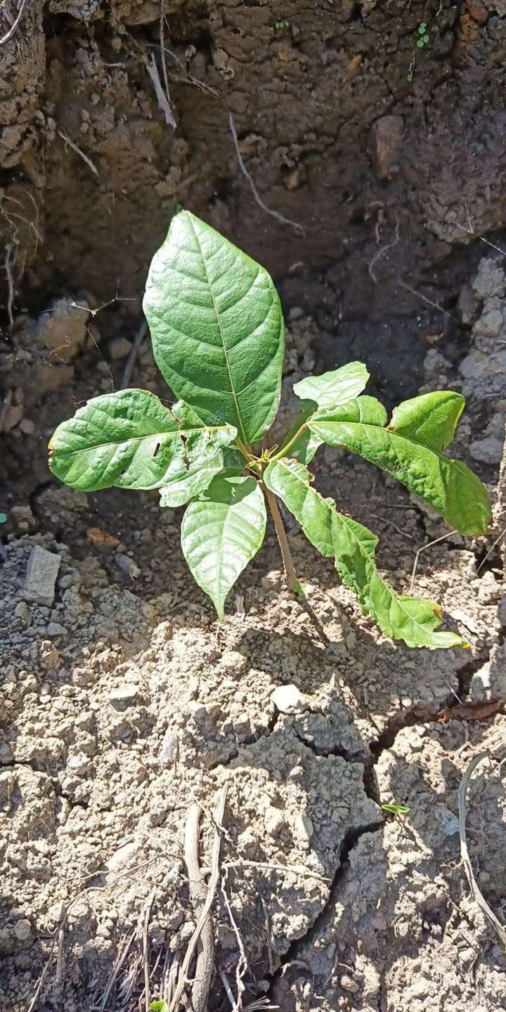 tree image