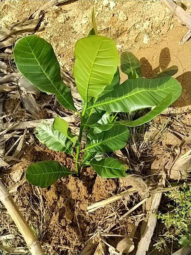 tree image