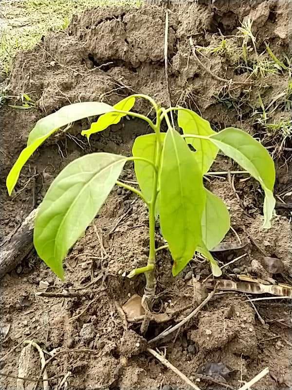 tree image
