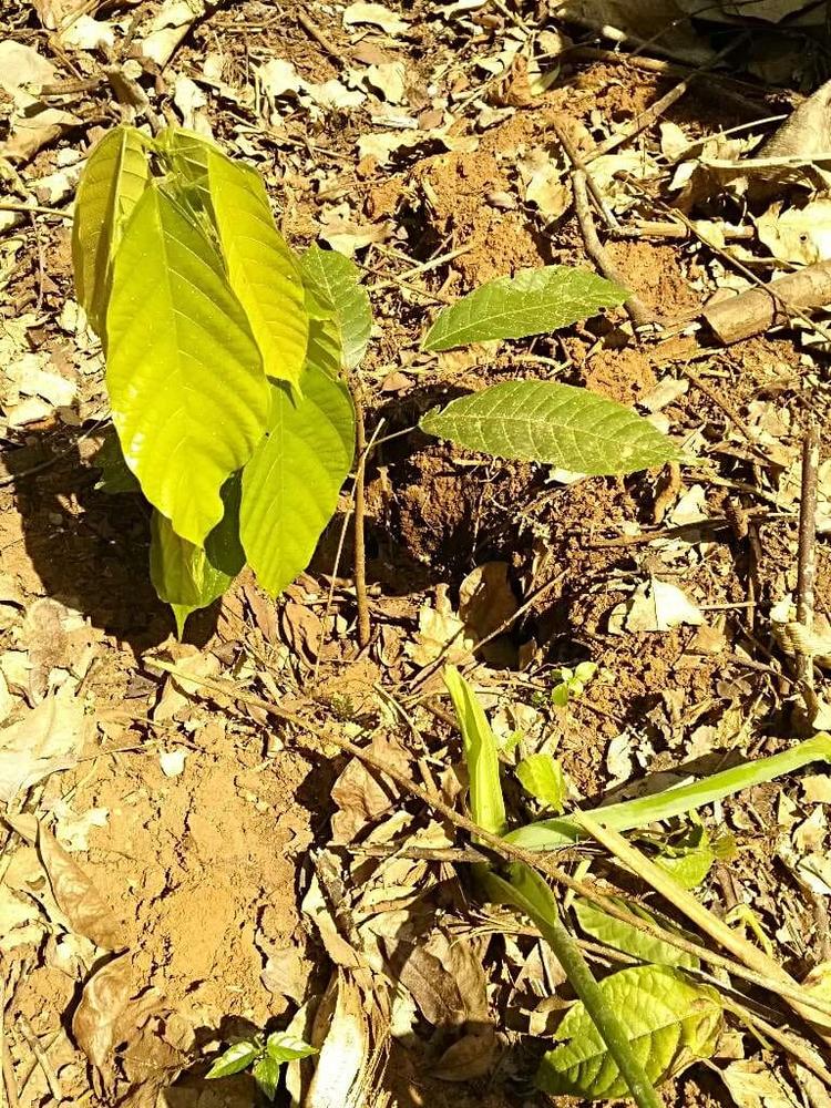tree image