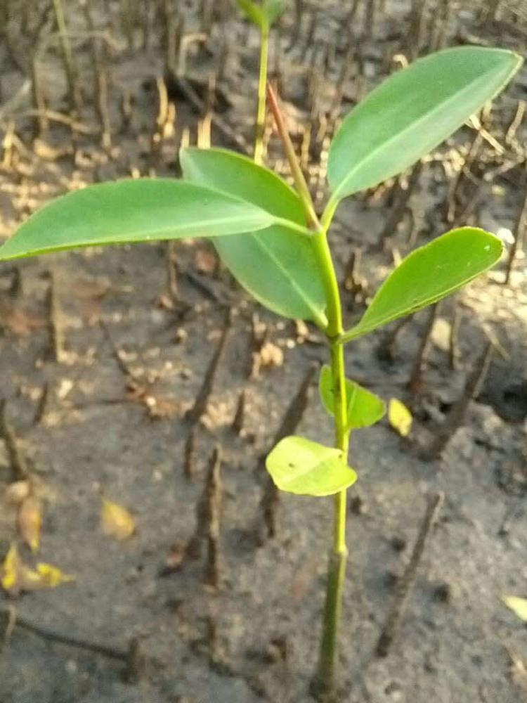 tree image