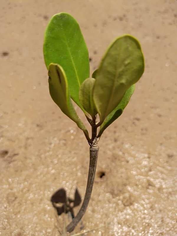 tree image