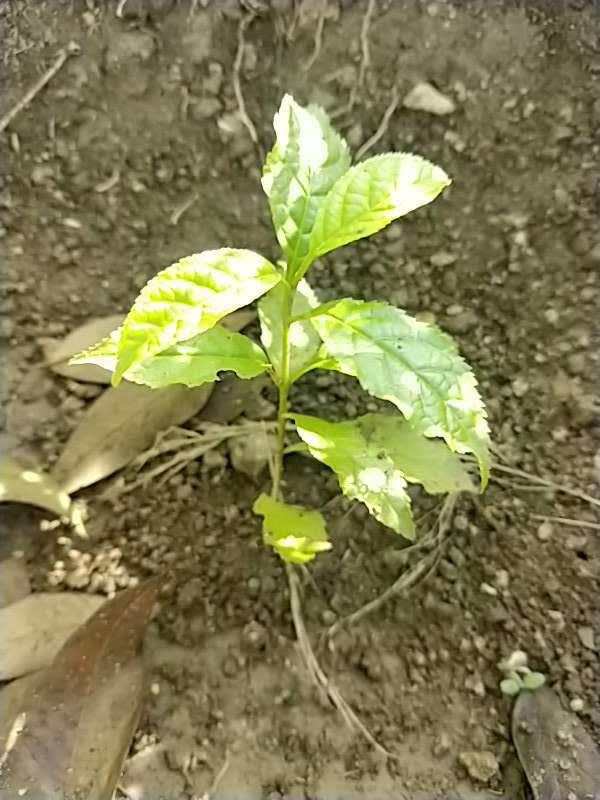 tree image