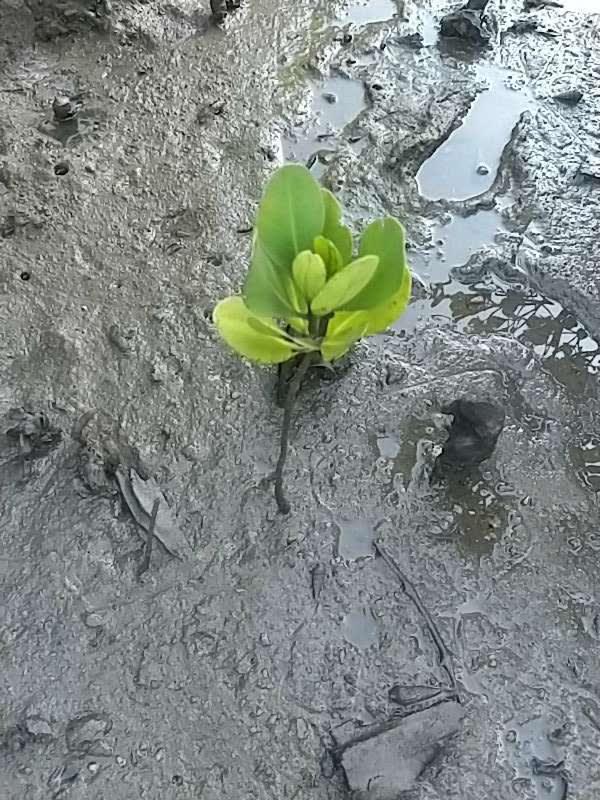 tree image