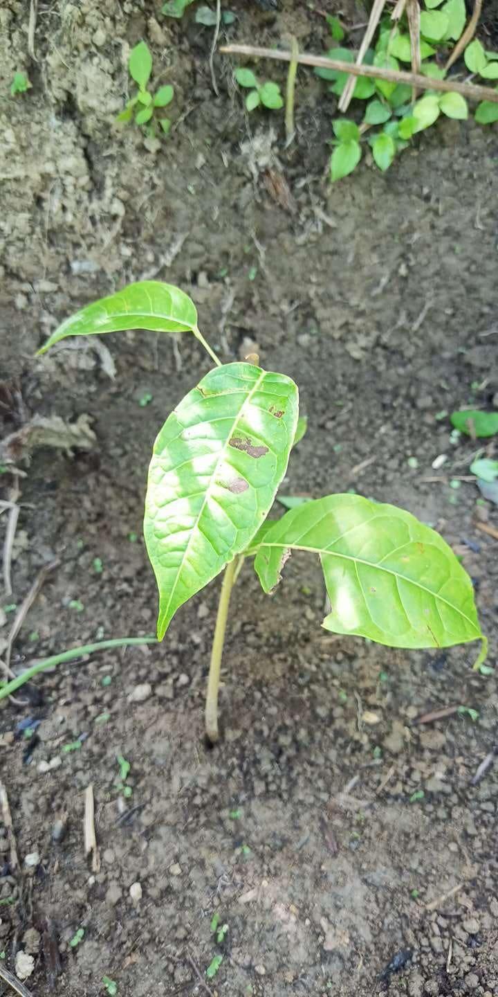 tree image