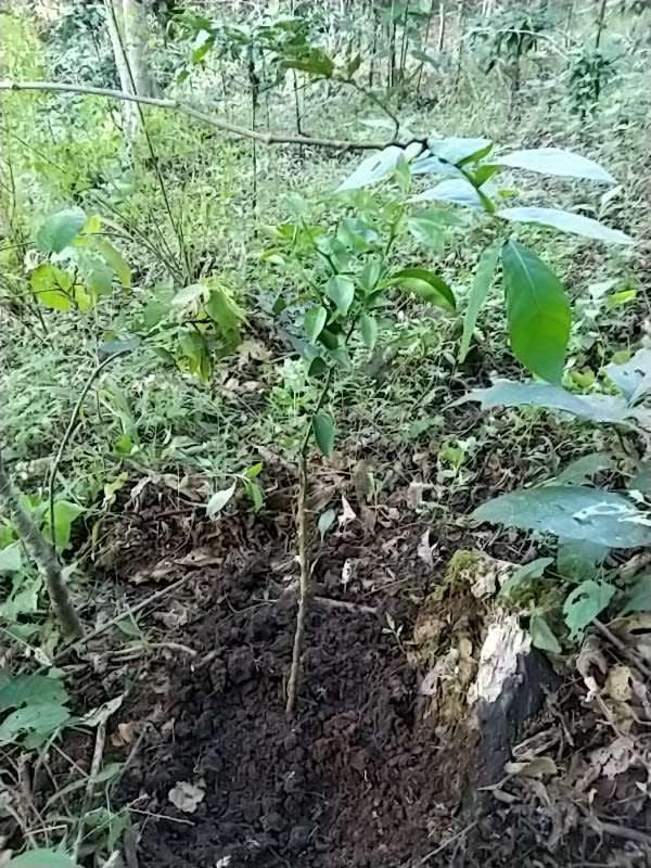 tree image