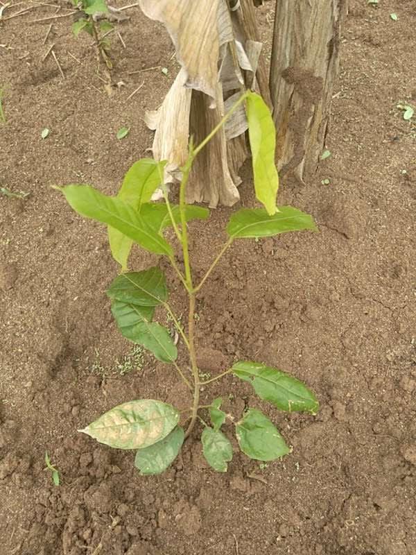 tree image