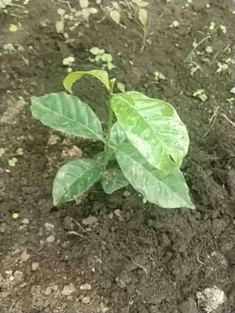 tree image
