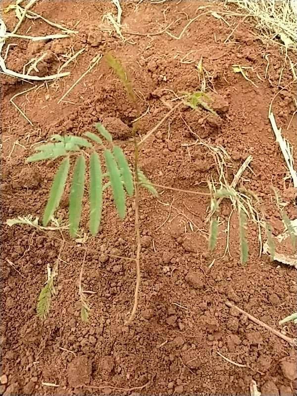 tree image