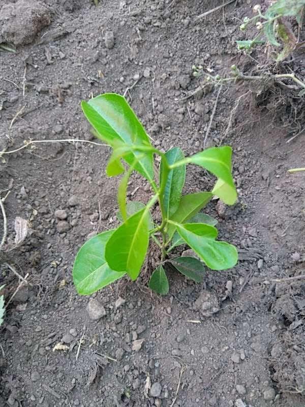 tree image