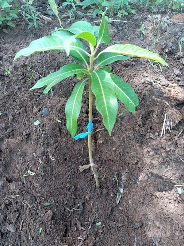 tree image