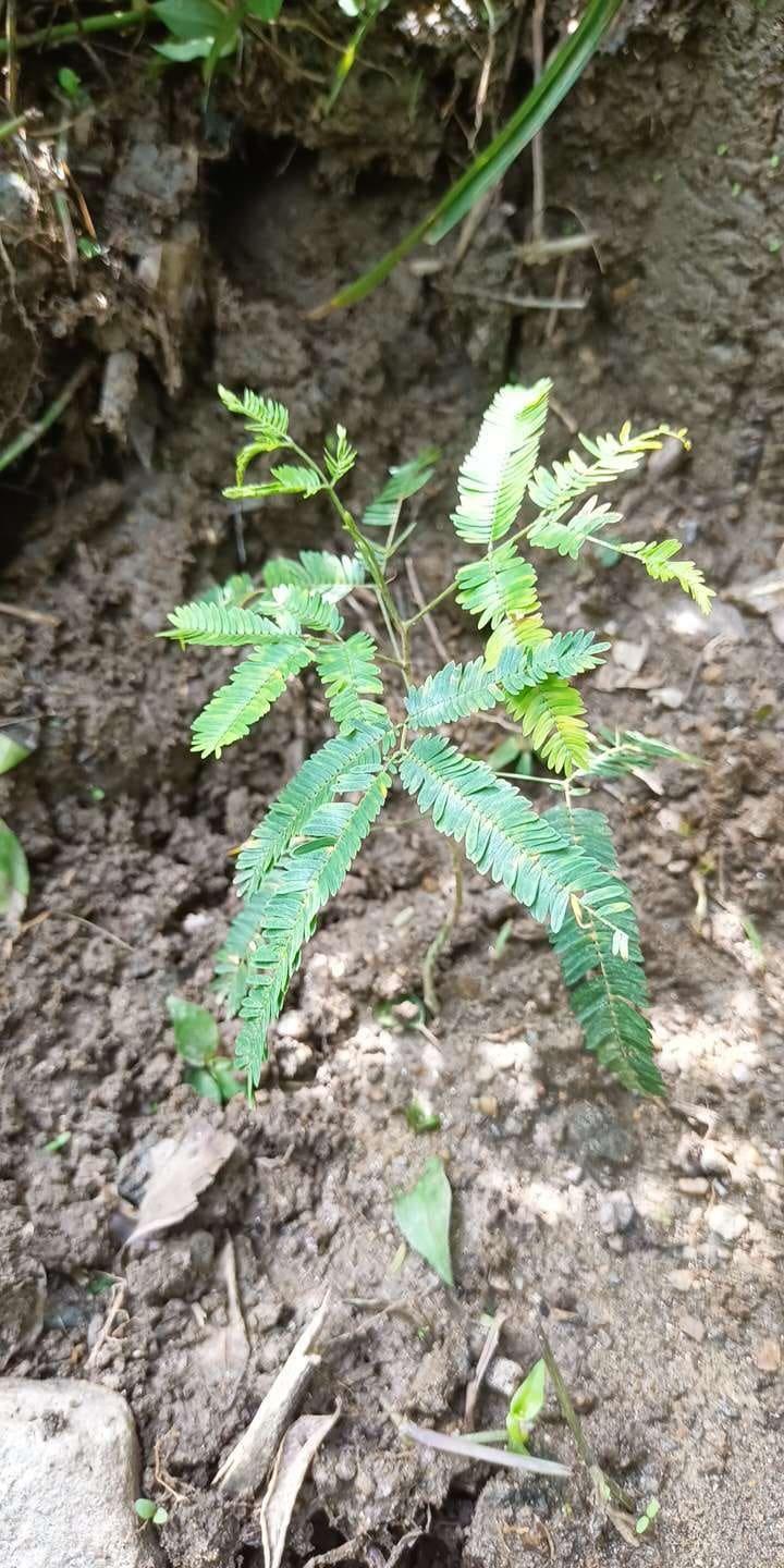tree image