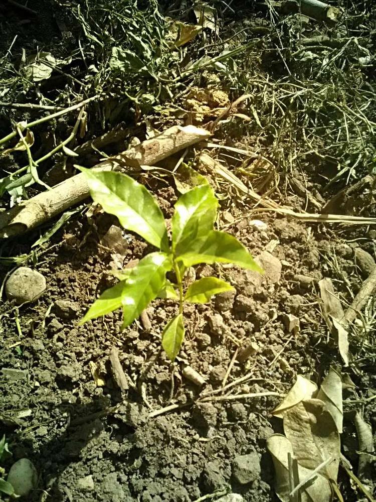 tree image