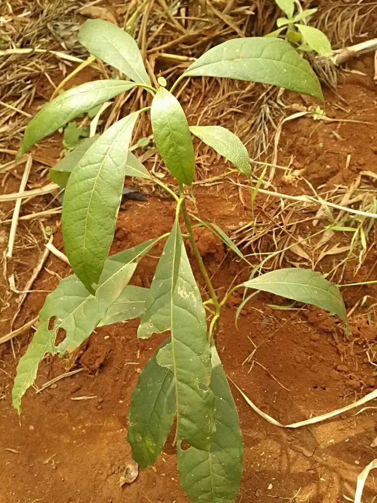 tree image