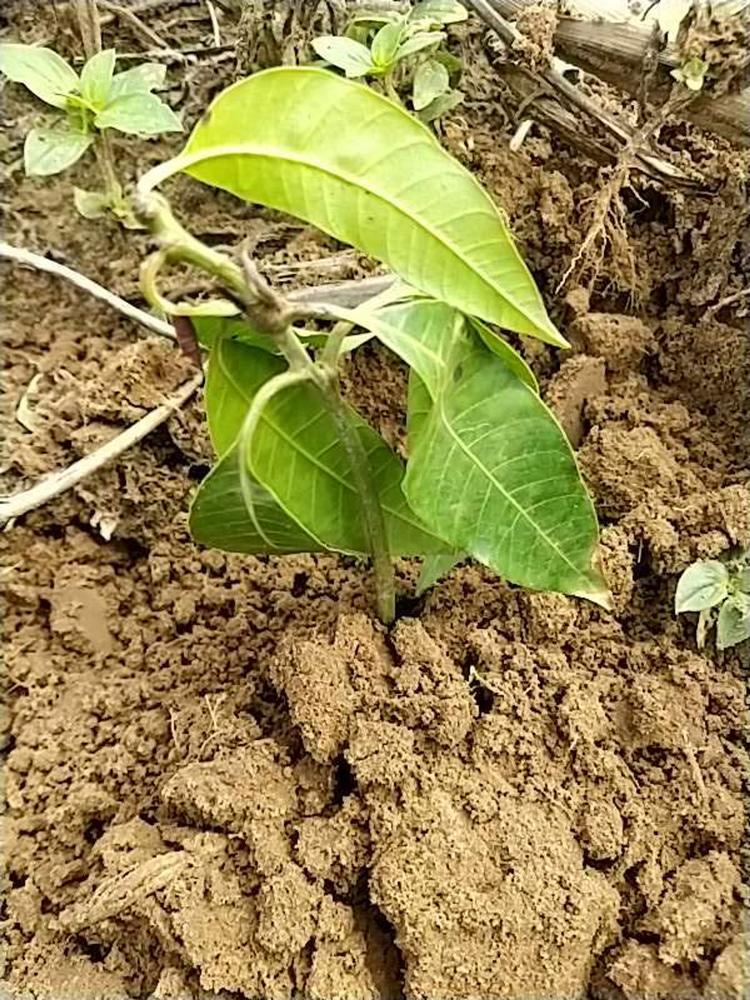 tree image