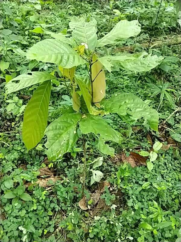 tree image