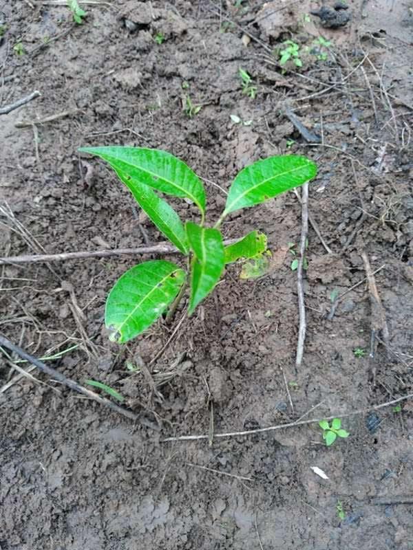 tree image
